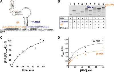 Single-tube isothermal label-free fluorescent sensor for pathogen detection based on genetic signatures